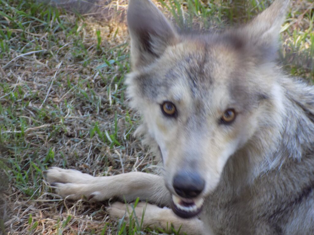 A grey timber wolf at the Tsitsikamma Wolf Sanctuary