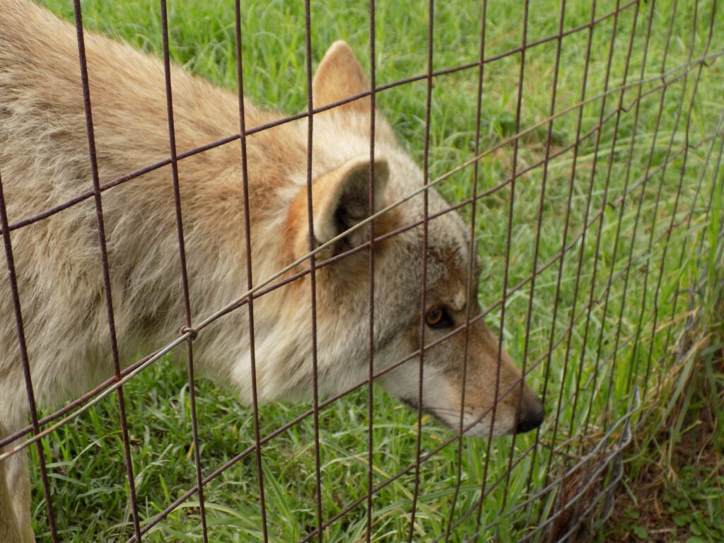 A wolf in profile at the Tsitsikamma Wolf Sanctuary