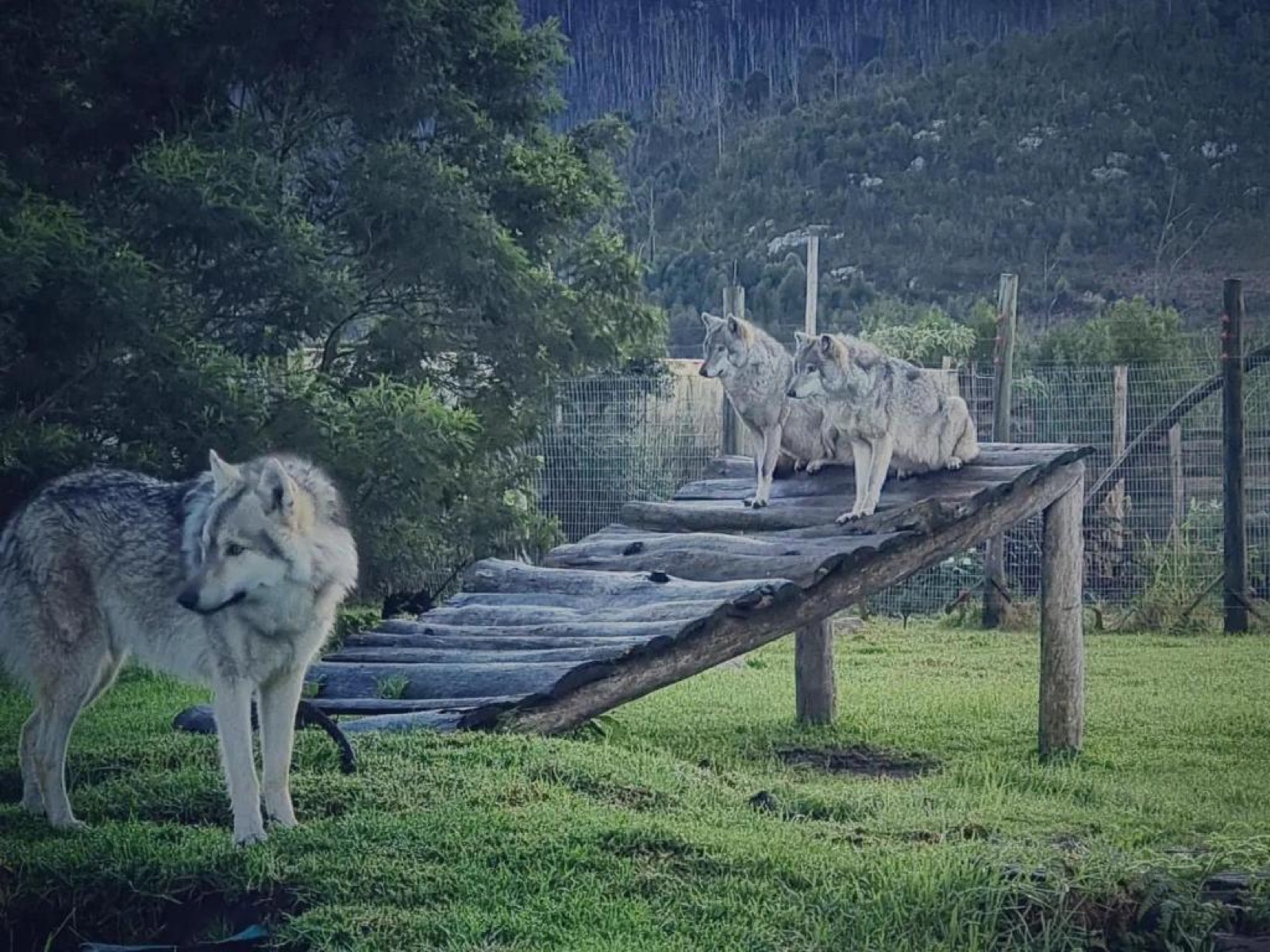 A grey timber wolf at the Tsitsikamma Wolf Sanctuary