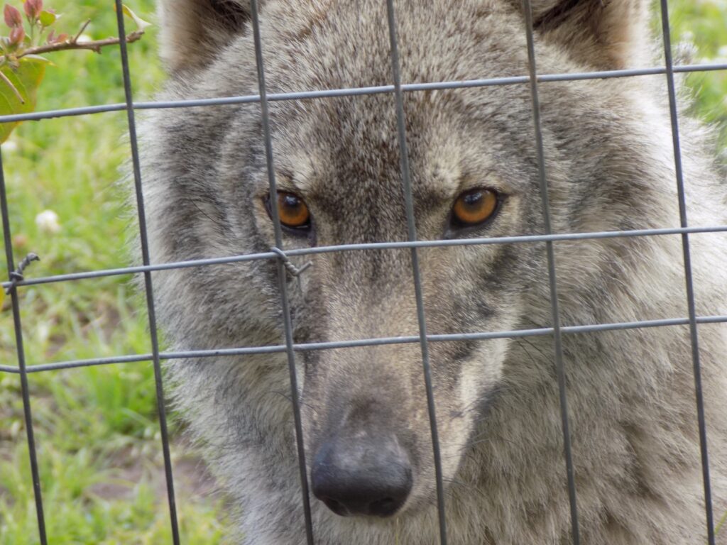 A grey timber wolf at the Tsitsikamma Wolf Sanctuary