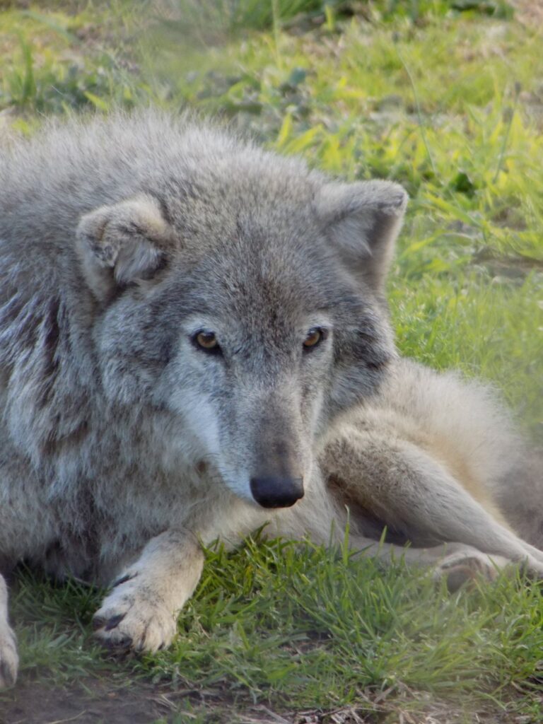 Namid, a grey timber wolf who lived at the Tsitsikamma Wolf Sanctuary for over a decade