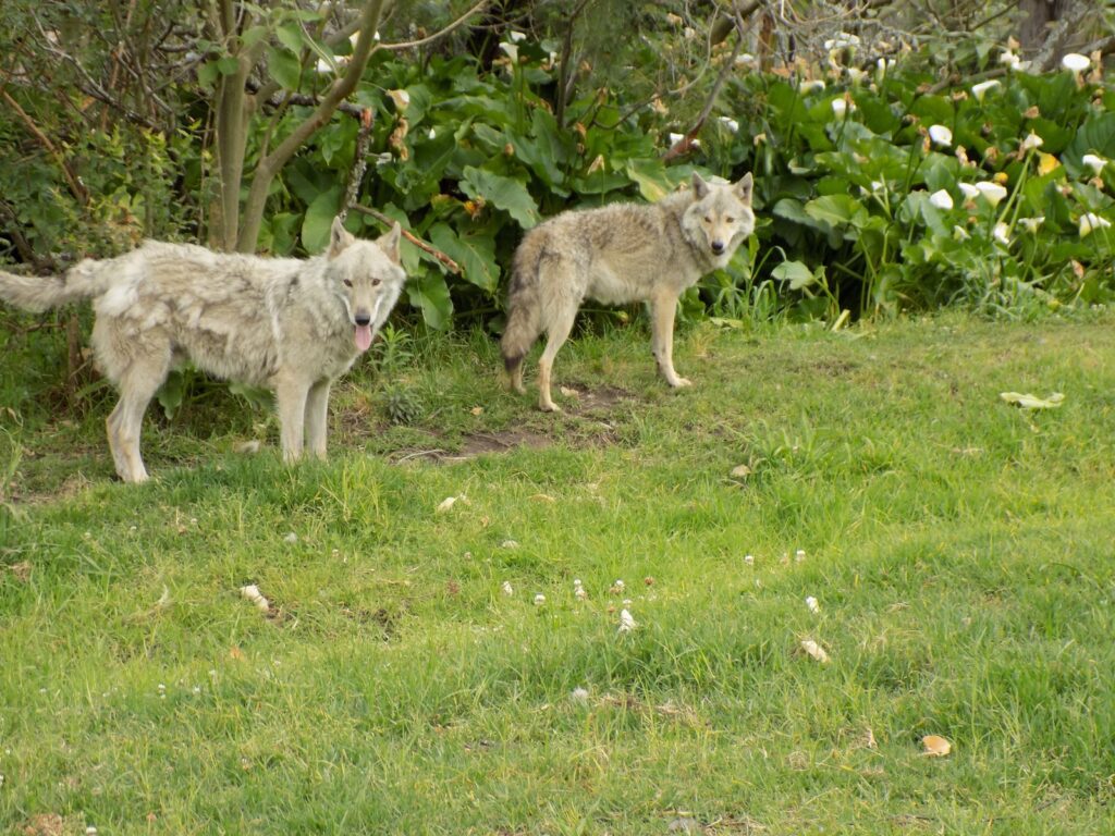 Two wolves together at the Tsitsikamma Wolf Sanctuary