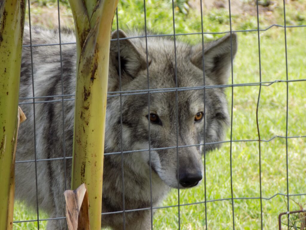A wolf at the Tsitsikamma Wolf Sanctuary after the rains