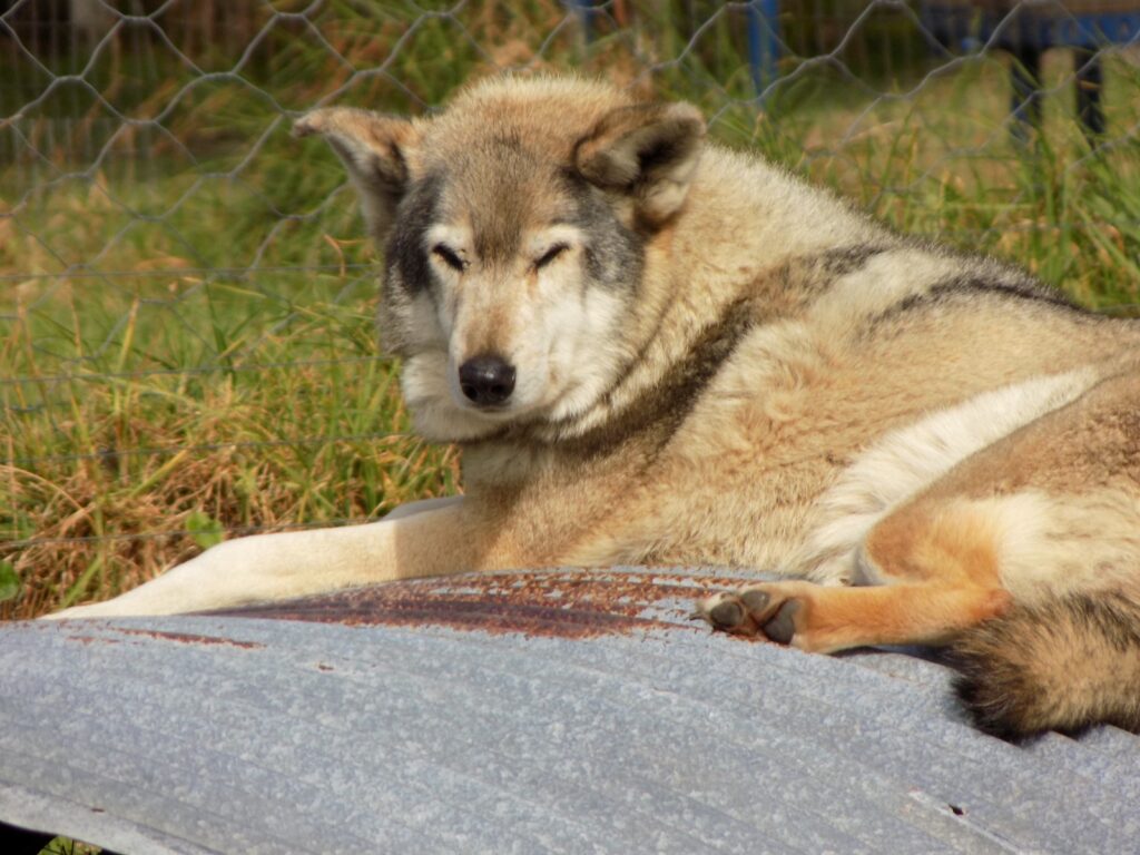 A wolf resting in the sun at the Tsitsikamma Wolf Sanctuary